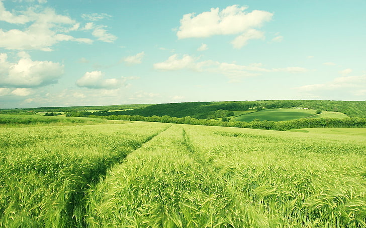 green grass, nature, landscape, field, barley, agriculture, rural Scene, HD wallpaper