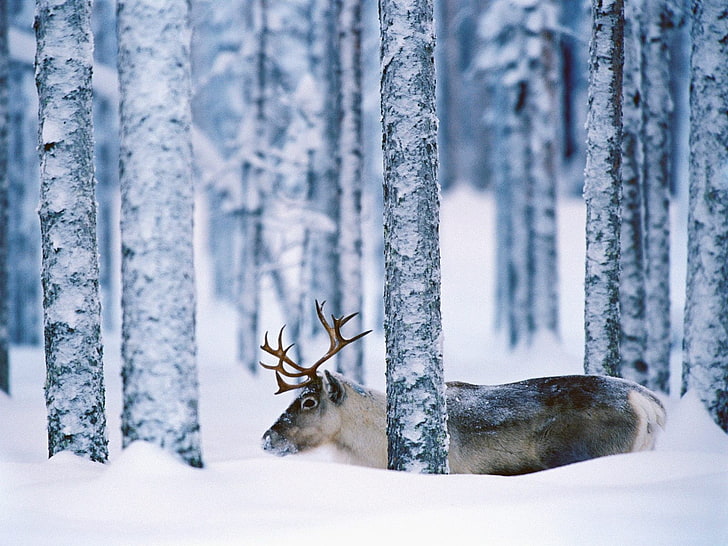 reindeer, trees, snow, animals, forest, winter, cold temperature, HD wallpaper