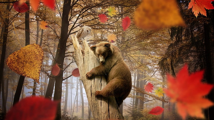 brown bear, nature, landscape, trees, leaves, fall, animals, bears, HD wallpaper