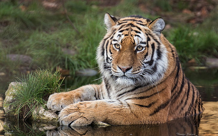 The Amur tiger, wild cat, predator, view, water, HD wallpaper