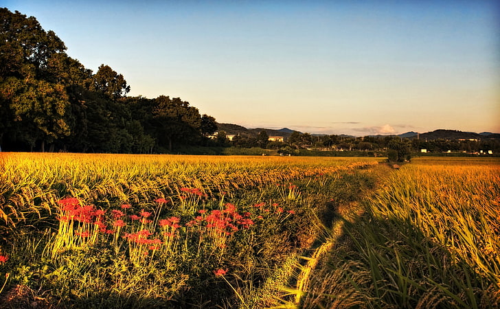 Higanbana Along The Rice Paddies, red flowers, Asia, Japan, Yellow, HD wallpaper