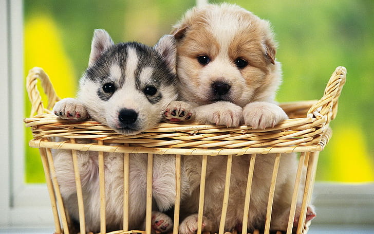 Dog Puppy Basket HD, two black and brown short coat puppies, animals
