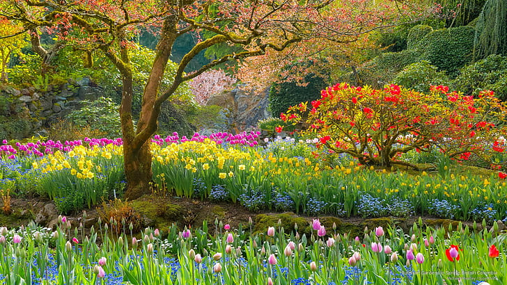 Butchart Gardens in Spring, British Columbia, Flowers/Gardens