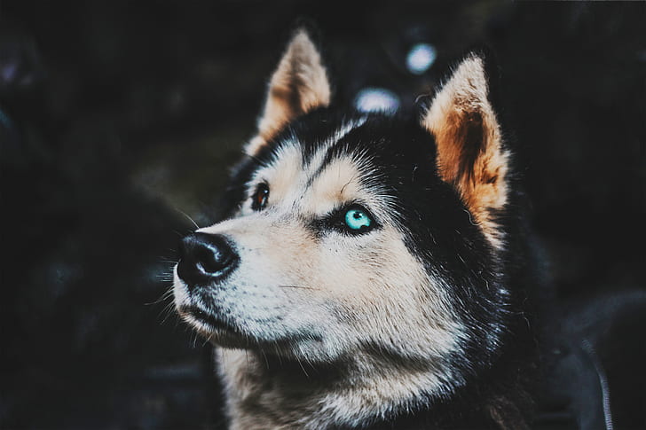 dark background, heterochromia, Siberian Husky, dog, HD wallpaper