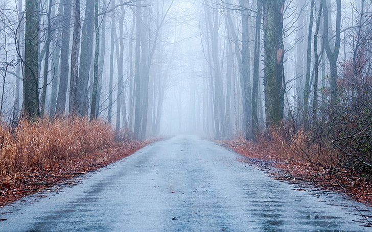 white and gray floral curtain, forest, road, tree, fog, autumn, HD wallpaper