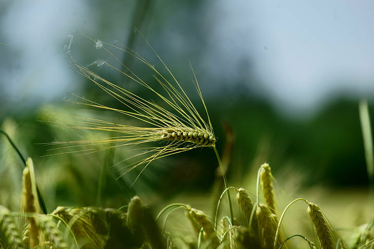 green grass in focus photography, Weizen, Natur, FE, OSS, Sony_Alpha, HD wallpaper