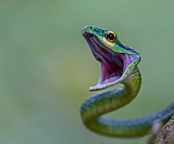 close-up photography of green viper, parrot, parrot, Parrot Snake, HD wallpaper