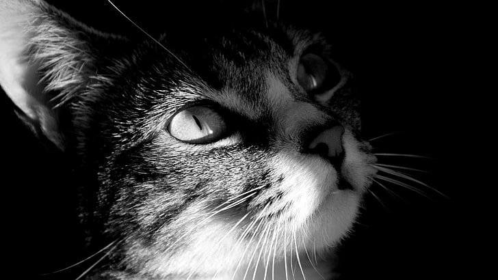 cat in gray scale photo, monochrome, animals, pets, domestic, HD wallpaper