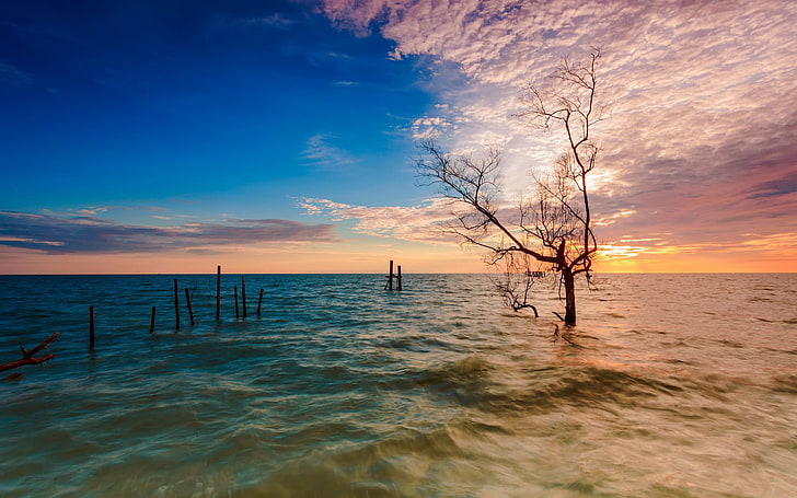 tree on body of water during dusk, nature, sea, sky, beauty in nature