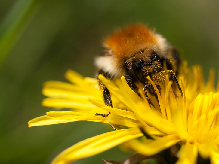 closeup photo of honey bee on yellow petal flower, Common Carder Bee