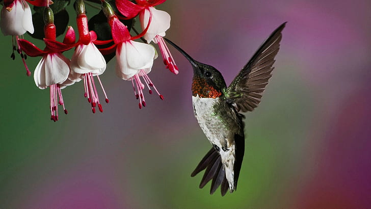 flowers, photography, fuschia, birds, hummingbirds, HD wallpaper