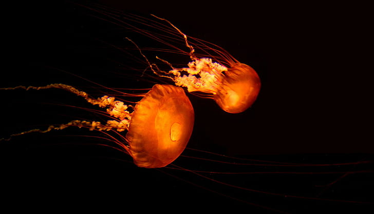 Jellyfish Underwater Ocean Sea Bokeh Jelly High Resolution Pictures, HD wallpaper