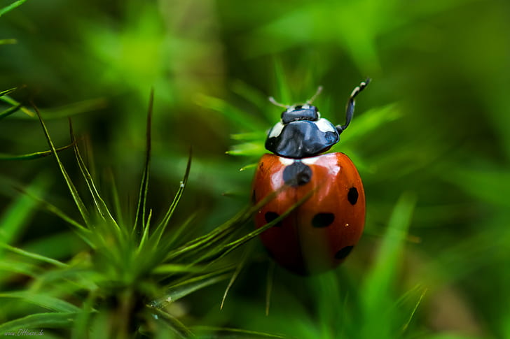 Seven-Spotted Ladybird perched on green flower in macro photography during daytime, HD wallpaper