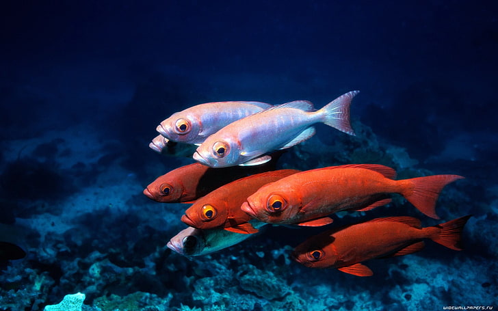 four red and three white pet fish, sea, underwater, nature, blue
