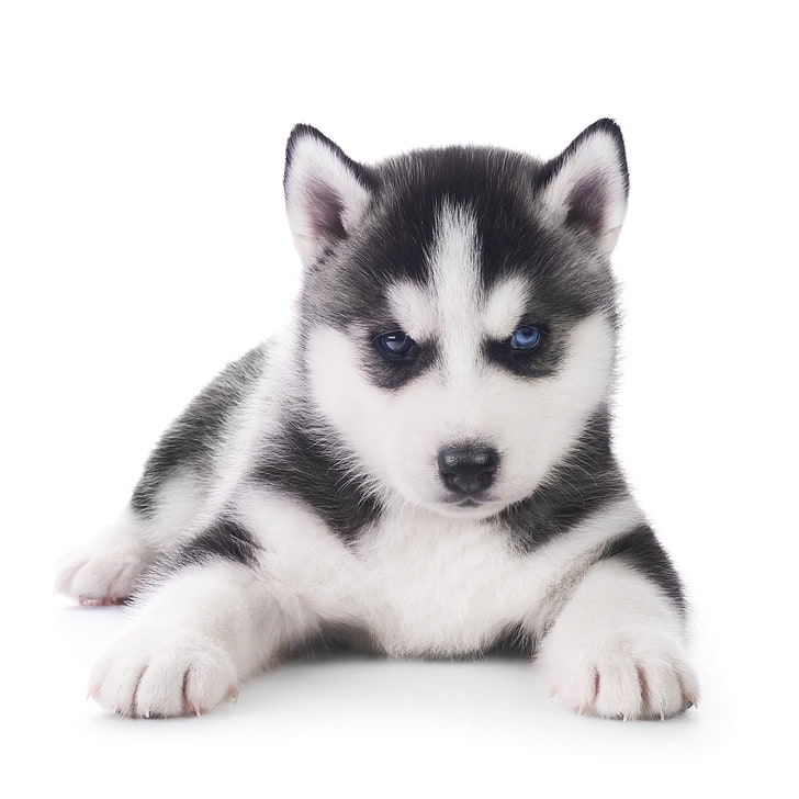 white and black Siberian husky puppy, dog, sled Dog, pets, animal