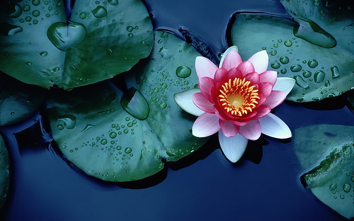 Pink Lotus-green leaves with drops of water-Wallpaper for Desktop-3840×2400