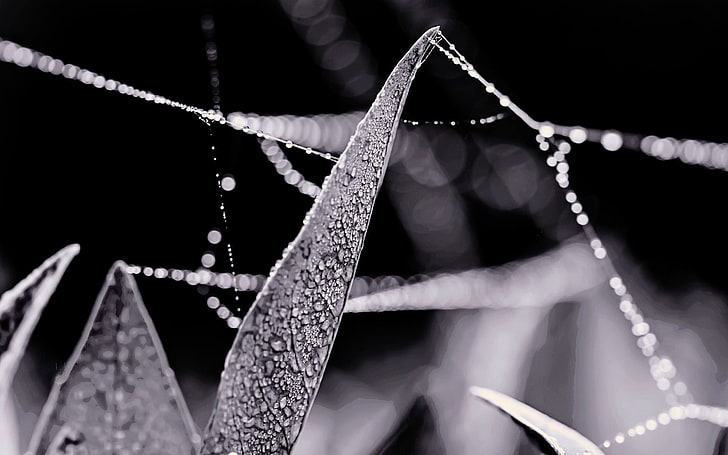 macro of water droplets photography, monochrome, nature, bokeh, HD wallpaper