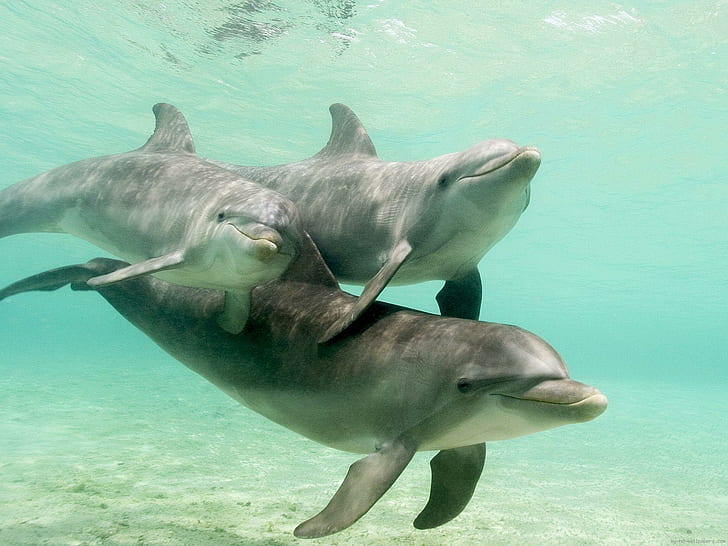 Dolphin family, 3 gray dolphins, animal, water, sea, love