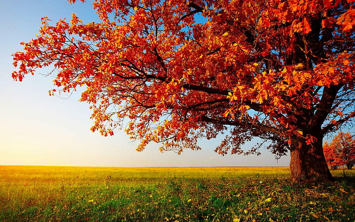 Autumn Tree Landscape Images, trees, HD wallpaper