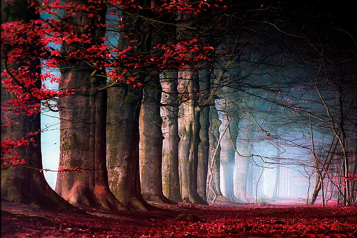 red leafed trees digital wallpaper, nature, landscape, fairy tale