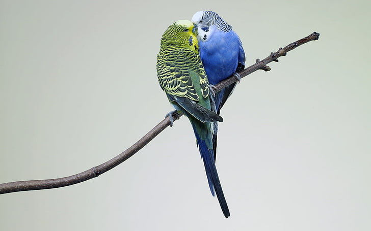 HD wallpaper: two green and blue parakeets, Kiss, Love, Birds, Branch,  Parrots | Wallpaper Flare