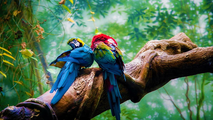HD wallpaper: macaw, bird, parrot, tree, jungle | Wallpaper Flare