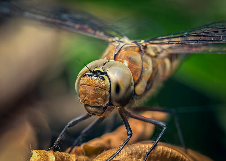 Dragonfly head, insect, wings, eyes, paw, HD wallpaper