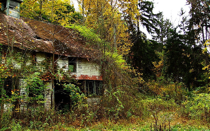white house surrounded by trees, ruin, alone, abandoned, plant, HD wallpaper