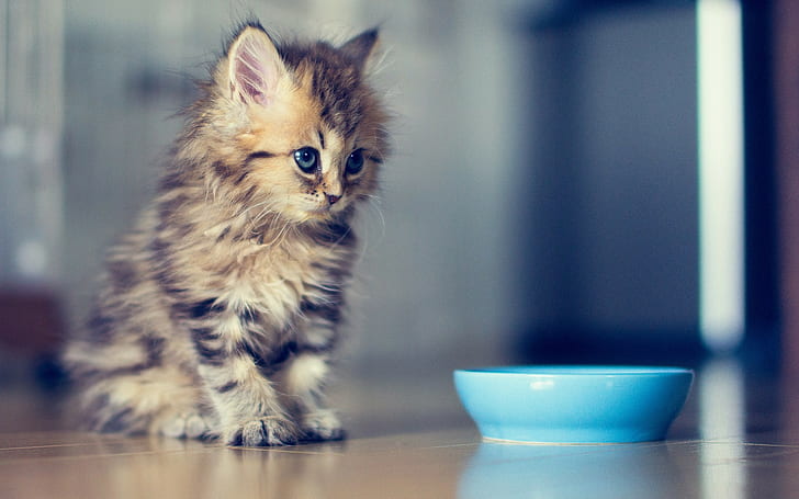kittens, Ben Torode, animals, cat, bowls, baby animals