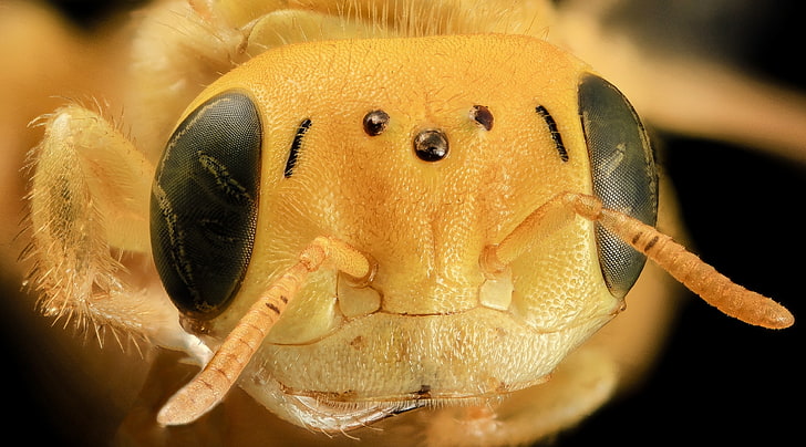 Yellow Bee Head Macro, Animals, Insects, Bees, aculeata, andrenidae