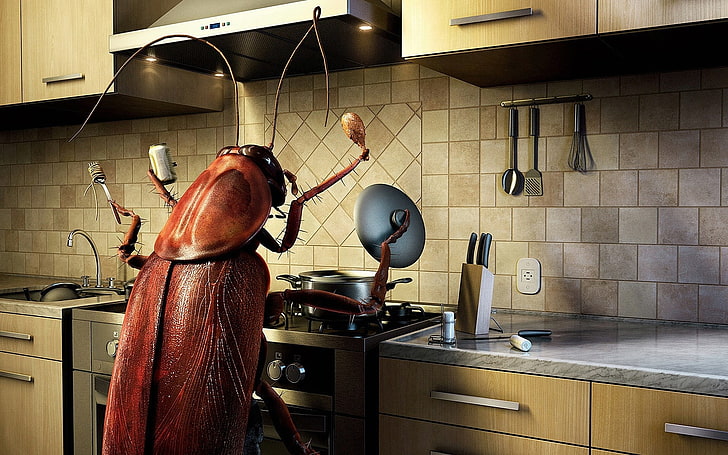 cooking cockroach wallpaper, FOOD, INSECT, KITCHEN, MUSTACHE, HD wallpaper