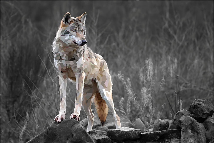 brown fox poster, wolf, nature, animals, selective coloring, mammal, HD wallpaper