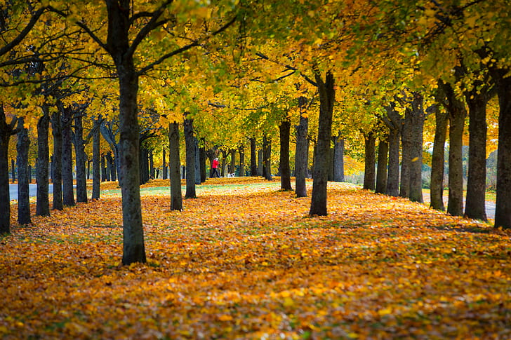 green and brown trees with leaves on ground, uppsala, uppsala, HD wallpaper