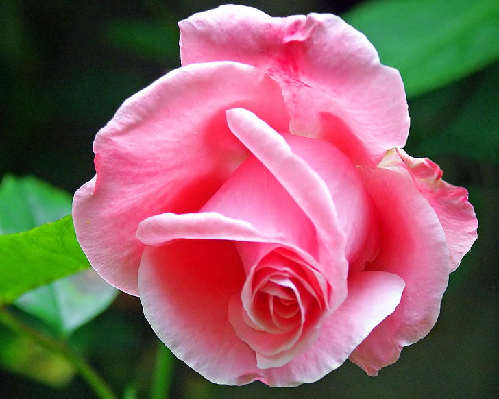 HD wallpaper: pink petaled flower, rose, bud, green, tender, nature ...