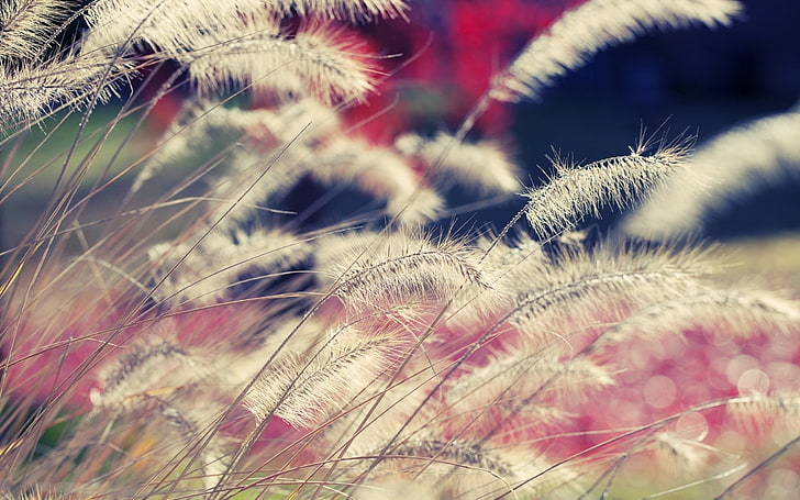 white cattail plants, grass, wind, dry, nature, summer, close-up, HD wallpaper