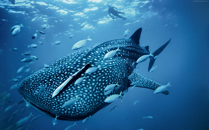 Palau, tourism, Whale shark, travel, diving, Philippines, HD wallpaper