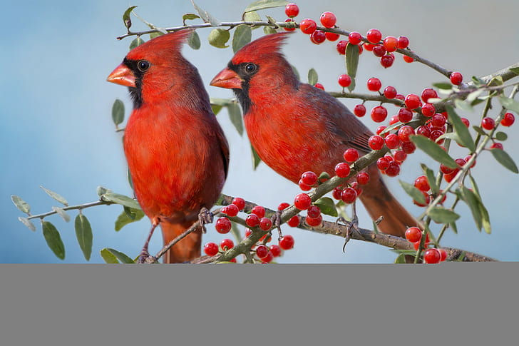 The red cardinal, branches, couple, bird, berries, cardinals