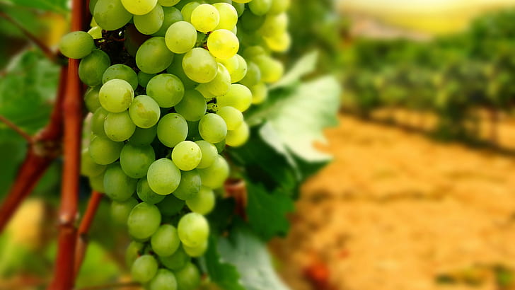 grapes, fruit, wine