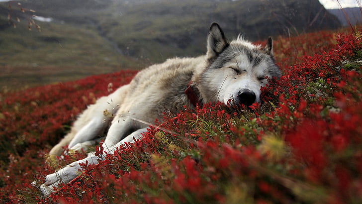 malamute, sled dog, animals, canine, eskimo dog, domestic animal, HD wallpaper