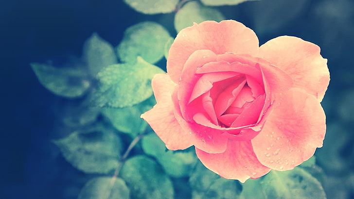 pink rose flower, nature, flowers, pink flowers, roses, petals
