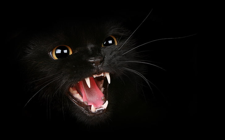 HD wallpaper: black cat digital wallpaper, mustache, fangs, grin, evil,  Tomcat | Wallpaper Flare