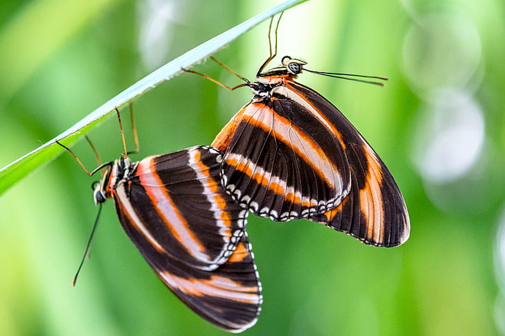 two black-and-brown butterflies on selective focus photography, striped, striped
