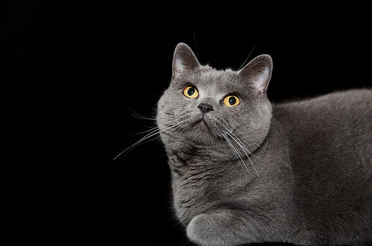 cat, background, British blue shorthair, HD wallpaper