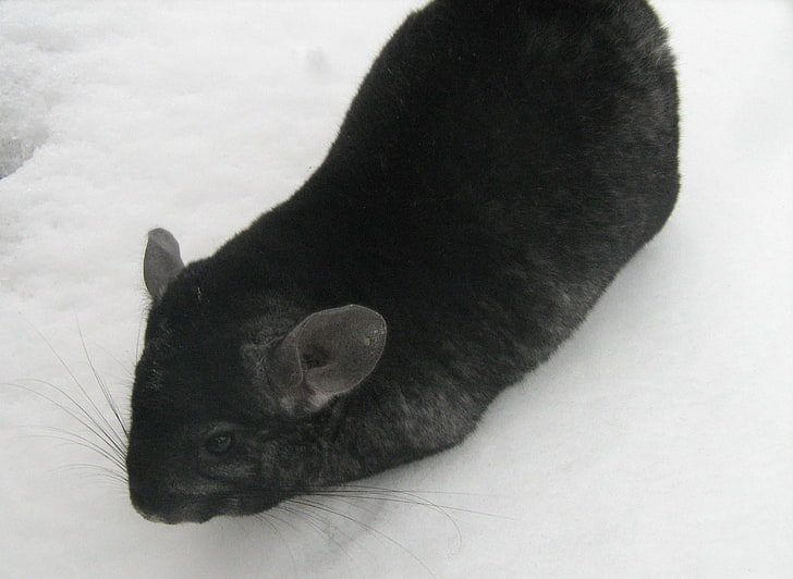 black rodent, chinchilla, snow, walk, animal, pets, mammal, cute