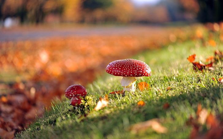 red mushroom, grass, nature, depth of field, sunlight, fall, bokeh, HD wallpaper