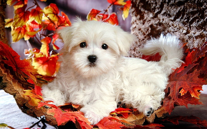 white Maltese puppy, lie, leaves, autumn, dog, pets, animal, cute