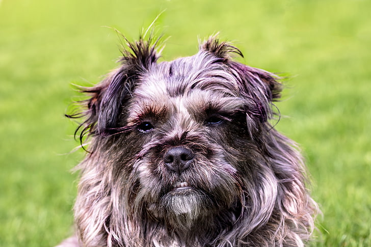 gray and black Lhasa apso puppy, dog, furry, muzzle, grin, pets