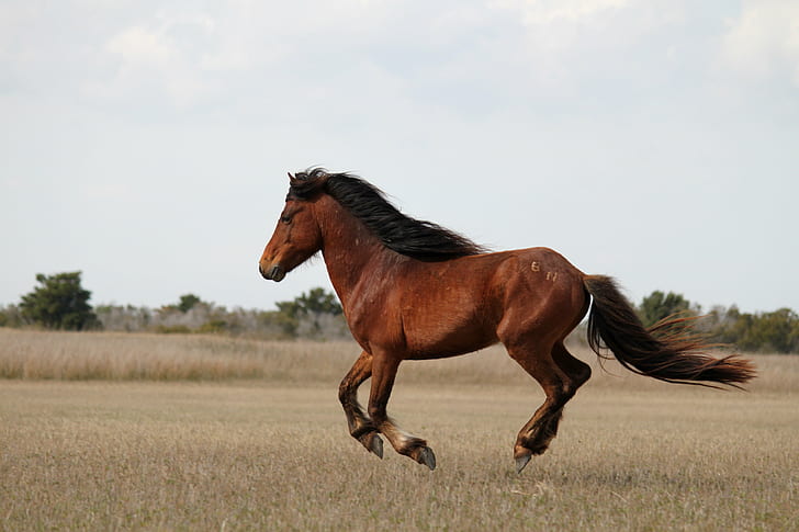 brown horse during daytime, wild horses, wild horses, Shackleford Banks, HD wallpaper