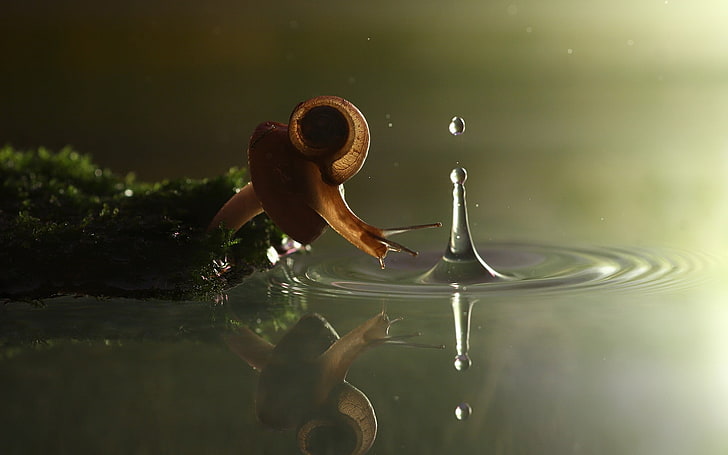 nature, splashes, ripples, snail, reflection, water drops, one person