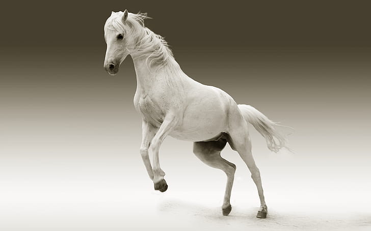 horse, white horse, animal, mane, wildlife, mammal, HD wallpaper